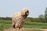 KOMONDOR 058